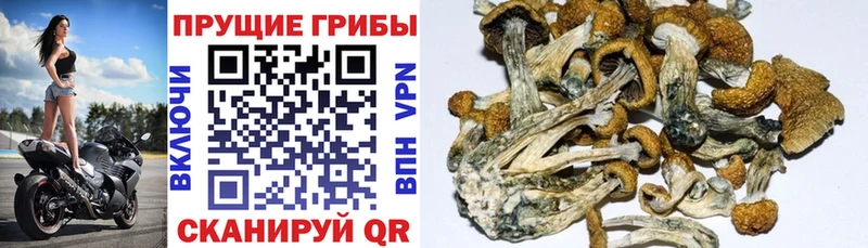 Купить  Нариманов  Псилоцибиновые грибы Magic Shrooms 